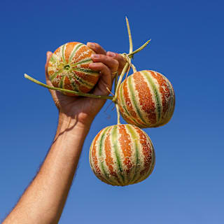 Kajari Melon Seeds | Baker Creek Heirloom Seeds