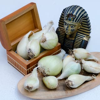 5 Splendidi Bulbi Autunnali Da Piantare Adesso Per Un Grande Colore - Foto 11