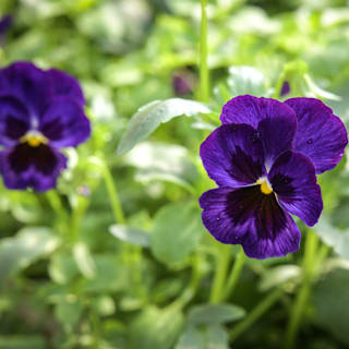 Berna Velvet Blue Pansy Seeds | Baker Creek Heirloom Seeds