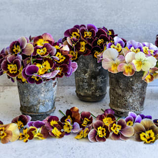 Historic Florist Mixed Pansy Seeds | Baker Creek Heirloom Seeds