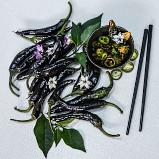 Murasaki Purple Pepper Seeds | Baker Creek Heirloom Seeds