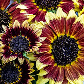Florenza Sunflower Seeds | Baker Creek Heirloom Seeds