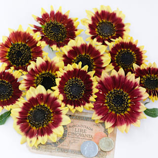 fiorina＊様 Florenza Sunflower Seeds | Baker Creek Heirloom Seeds