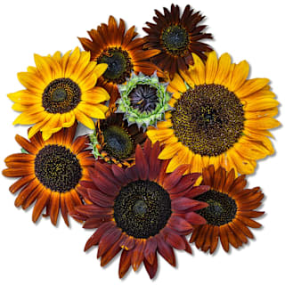 sunflower images white background