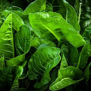 Perpetual Spinach Chard Seeds - 1/4 Lb ~6,000 Seeds - Heirloom, Open Pollinated, Non-GMO, Farm & Vegetable Gardening Seeds - Foto 2
