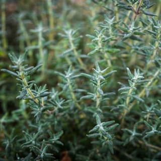 Thyme  Orangelo Thyme Seeds | Baker Creek Heirloom Seeds