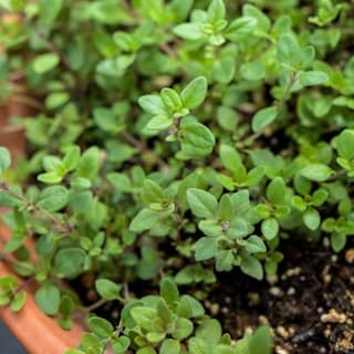 Wild Thyme Seeds | Baker Creek Heirloom Seeds