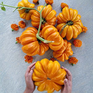 Orange Accordion Tomato Seeds | Baker Creek Heirloom Seeds