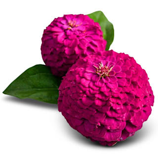 Oklahoma Carmine Zinnia Seeds | Baker Creek Heirloom Seeds