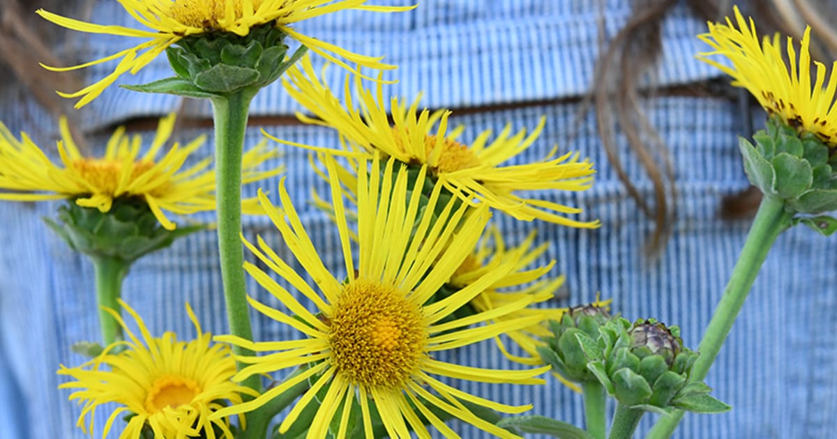 How To Grow Elecampane Seeds