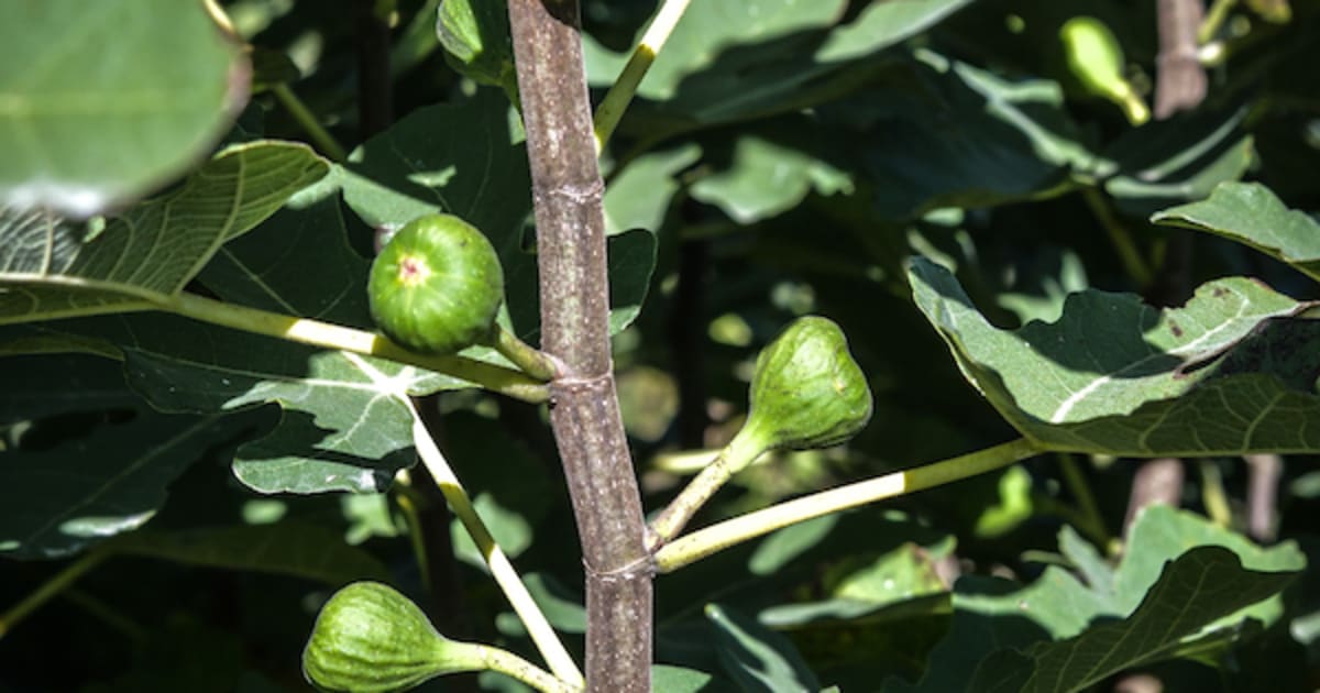 How to Grow Fig Plants | Baker Creek Heirloom Seeds