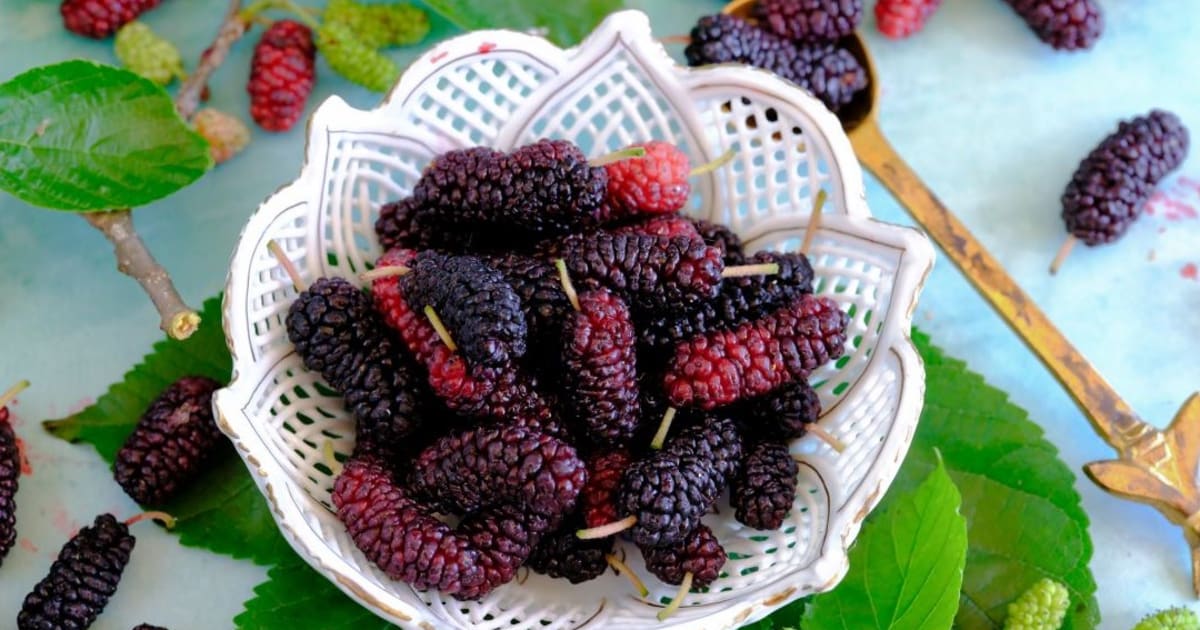 How to Grow Mulberry Plants | Baker Creek Heirloom Seeds
