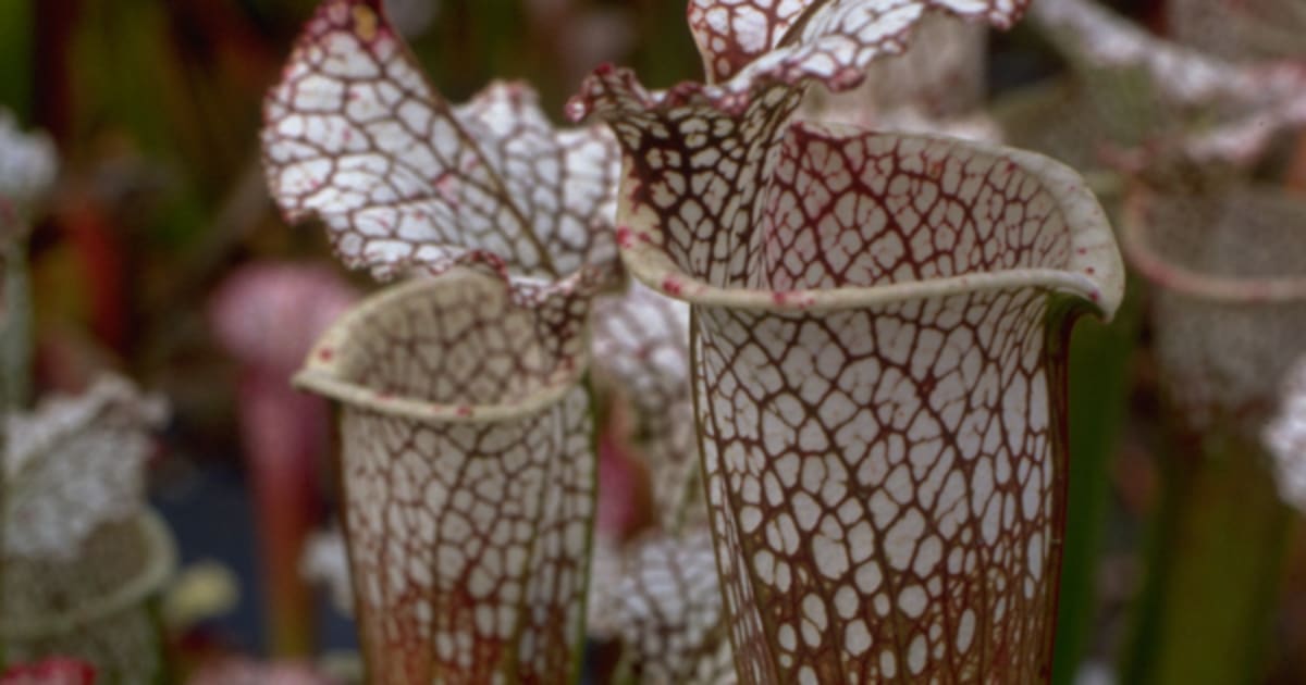 How to Grow Pitcher Plant Seeds | Baker Creek Heirloom Seeds