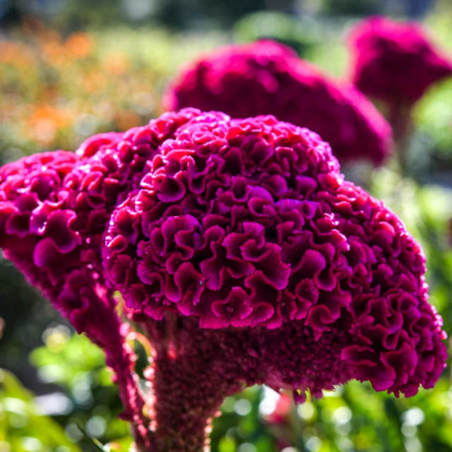 Celosia Indiana Giant Cockscomb Seeds | Baker Creek Seeds