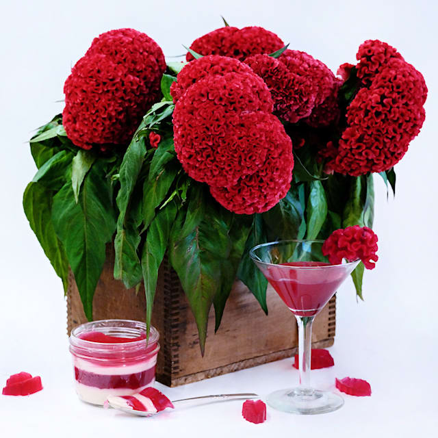 Tornado Red Cockscomb Celosia Seeds | Baker Creek Seeds