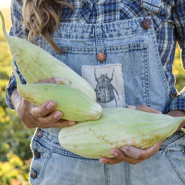 melon✩‧₊˚ Xylangouro Melon Cucumber Seeds | Baker Creek Heirloom Seeds