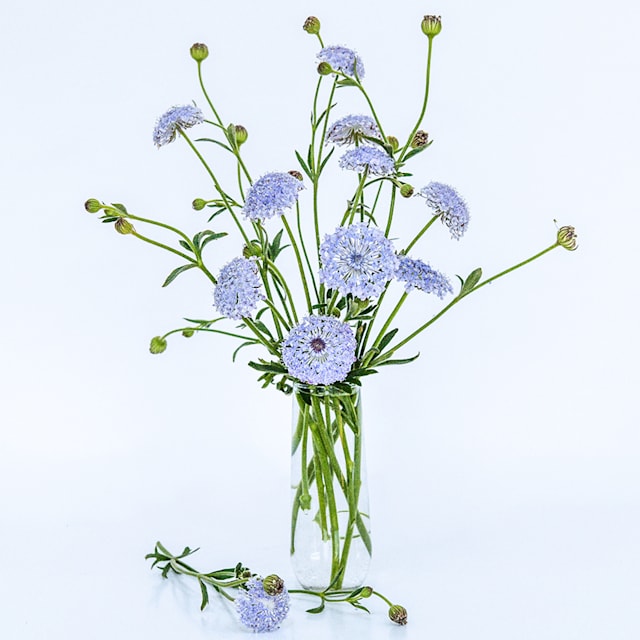 Blue Lace Flower Seeds | Baker Creek Heirloom Seeds