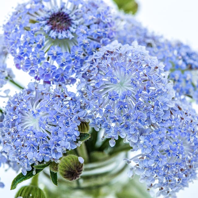 Blue Lace Flower Seeds | Baker Creek Heirloom Seeds