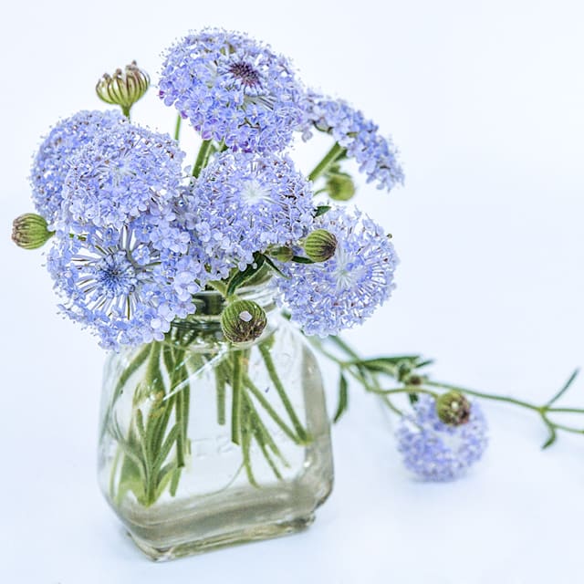 Blue Lace Flower Seeds | Baker Creek Heirloom Seeds