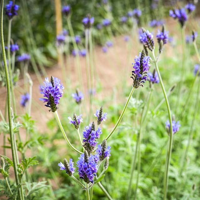 Torch Blue Lavender Seeds | Baker Creek Heirloom Seeds