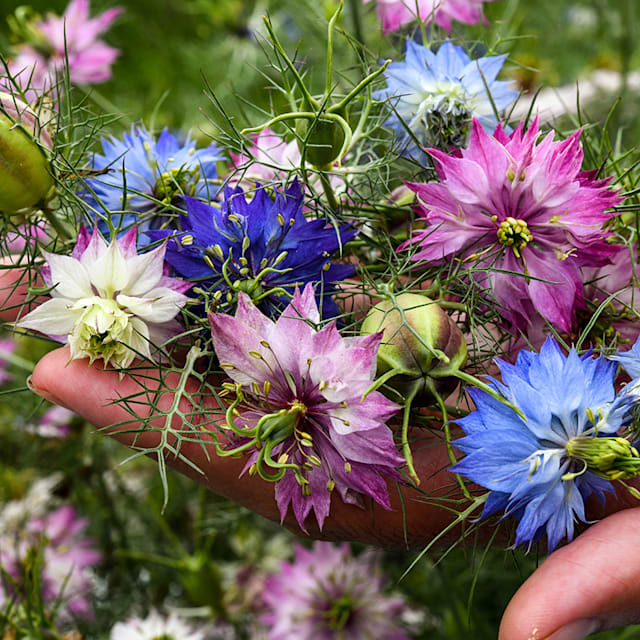 Miss Jekyll Mix Love-In-A-Mist Seeds | RareSeeds
