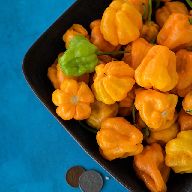 Jamaican Scotch Bonnet Pepper in black bowl on blue background with coins for size reference.