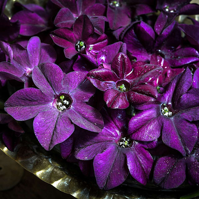 Nicotiana Seeds, Purple Perfume
