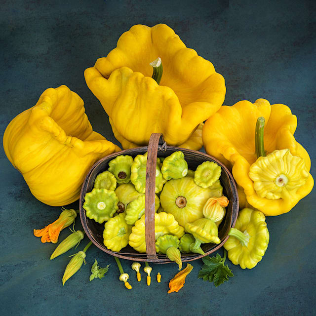 Gelber Englischer Custard Squash Seeds | Baker Creek Seeds
