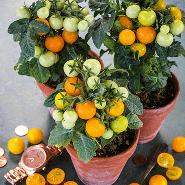 Orange Hat Tomato Seeds | Baker Creek Heirloom Seeds