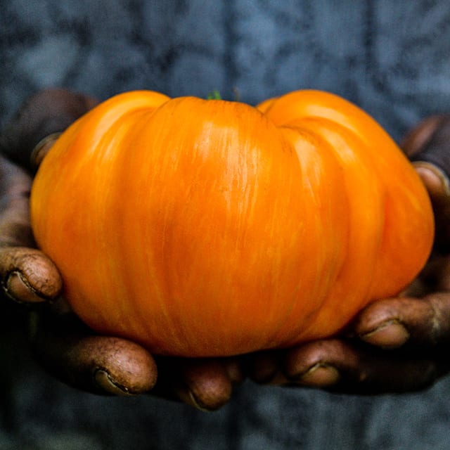 Orange Jazz Tomato Seeds | Baker Creek Heirloom Seeds