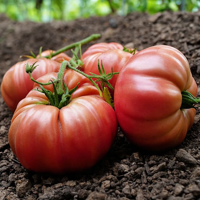 Granny Cantrell German Red Tomato | Baker Creek Seeds