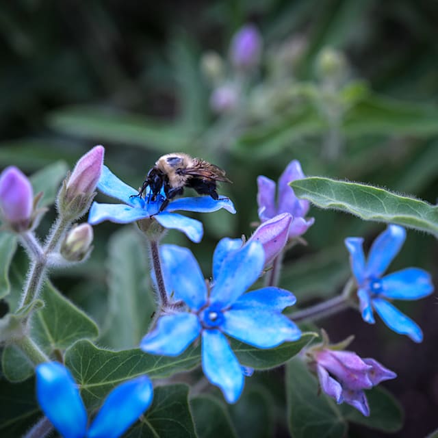 ブルーフラワーヘリテイジ Heavenly Blue Tweedia Seeds | Baker Creek Heirloom Seeds