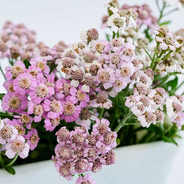 Love Parade Yarrow Seeds | Baker Creek Heirloom Seeds