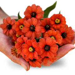 Peruviana Zinnia Seeds | Baker Creek Heirloom Seeds
