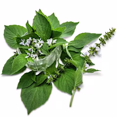 Lime Basil Leaves in small crystal bowl with flowers arranged on a white background.