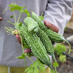Satsuma Onaga Bitter Melon Seeds | Baker Creek Seeds