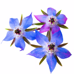 Trio of Blue Borage blooms on a white background.