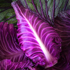 Kalibos Cabbage Seeds | RareSeeds.com