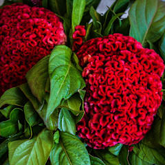Celosia Orient #2 Cockscomb Seeds | Baker Creek Seeds