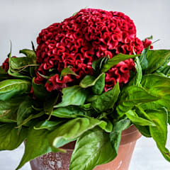 Celosia Orient #2 Cockscomb Seeds | Baker Creek Seeds