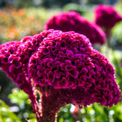 Celosia Indiana Giant Cockscomb Seeds | Baker Creek Seeds