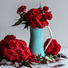 Higyoku Red Stem Celosia Cockscomb Seeds | Baker Creek Heirloom Seeds