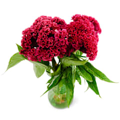 Celosia Indiana Giant Cockscomb Seeds | Baker Creek Seeds