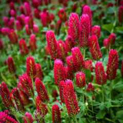 Crimson Clover Seeds | Baker Creek Heirloom Seeds