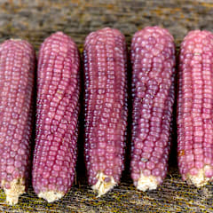 Mini Pink Popcorn Seeds | Baker Creek Heirloom Seeds