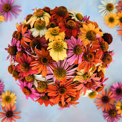 Paradiso Mix Echinacea Seeds | Baker Creek Heirloom Seeds