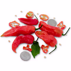 Bhut Jolokia or Red Ghost peppers with coins to show size on a white background.
