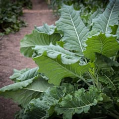Thousandhead Kale Seeds | Baker Creek Heirloom Seeds
