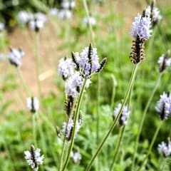 Torch Minty Ice Lavender Seed | Baker Creek Heirloom Seeds