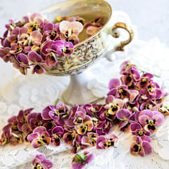 Antique Laeta Viola Seeds | Baker Creek Heirloom Seeds
